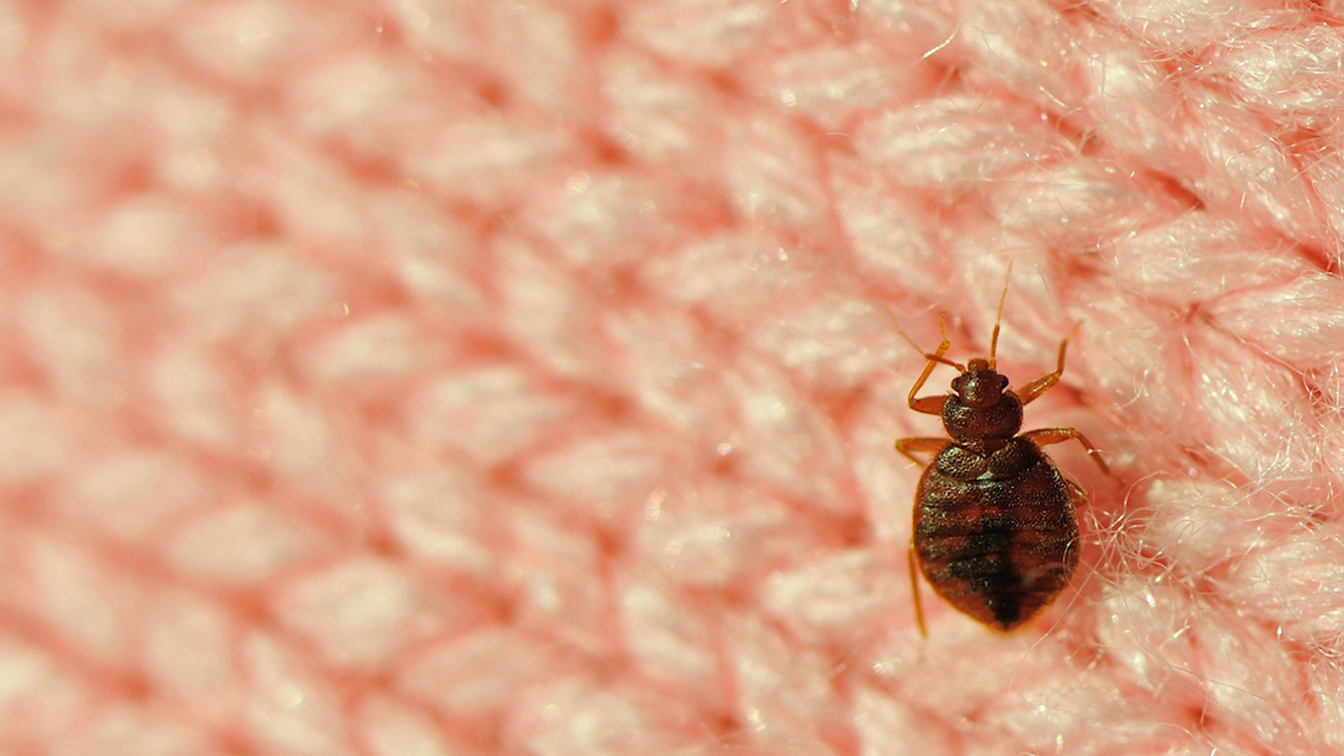 Bedbug Control Services